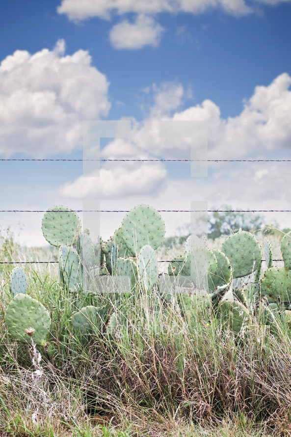 cactus and barbed wire fence 
