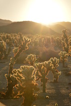 cactus in the wilderness with backlight. 
wilderness, desert, waste, wasteland, cactus, cacti, cactuses, thorn, sting, spike, aculeate, prickle, plant, vegetation, eremic, deserticolous, dry, dead, bleak, barren, prepare, preparation, prep, devoid, empty, flat, hill, sand, dryly, drily, withered, sere, desiccated, dried up, deserted, lonely, solitary, alone, desolate, lonesome, isolated, isolation, forlorn, quiet, silence, rest, tranquility, quietness, Moses, trek, tramp, peregrination, long, hot, way, backlight, frontlighting, contre-jour, light, sun, sunshine, evening, sundown, sunset, shining, shine, burn, gleam, gleaming, glow, glowing, blaze, radiance, luminescence, brilliance, illuminated, illuminate, illuminating, illumination, yellow, orange