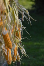harvested corncobs. 