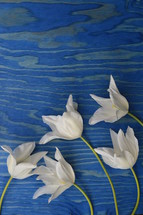white tulips on a blue wood background 
