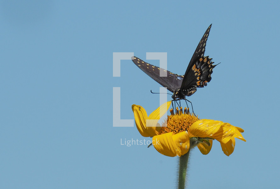 Beautiful butterfly sitting on a yellow flower against a blue sky,