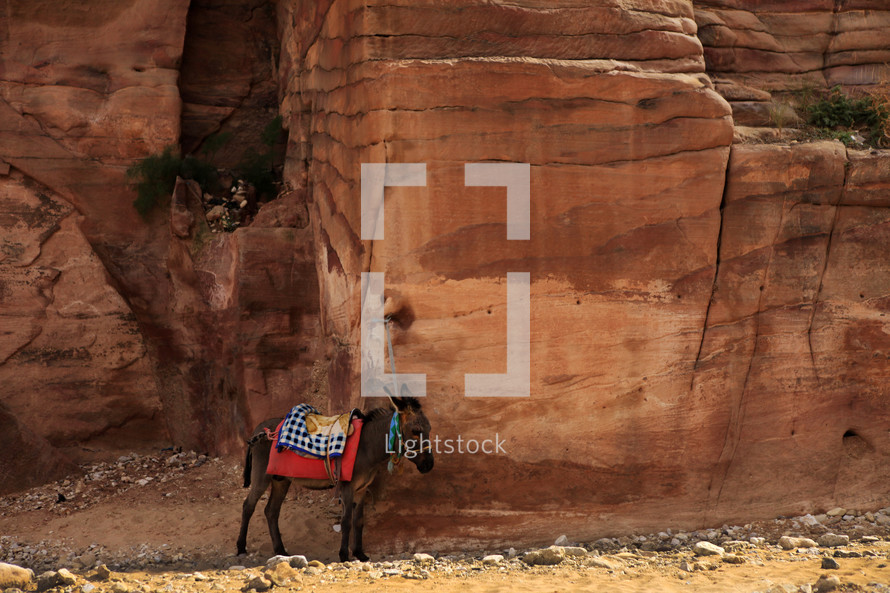 donkey tied to a red rock wall