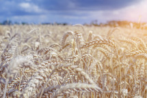 Rye field closeup and organic grain harvest