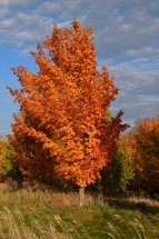 A vibrant tree with orange leaves stands prominently in a grassy field, with a backdrop of scattered clouds in a blue sky