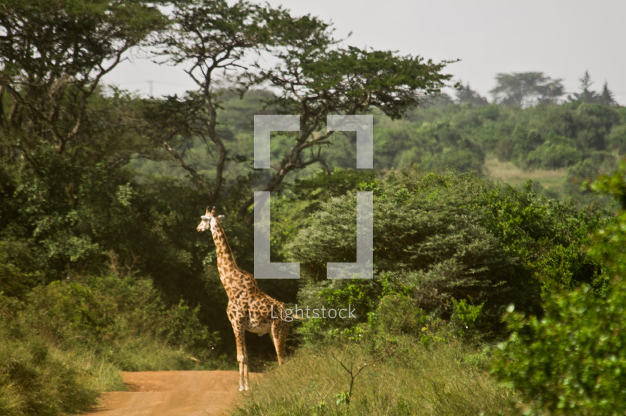 Giraffe standing on dirt road