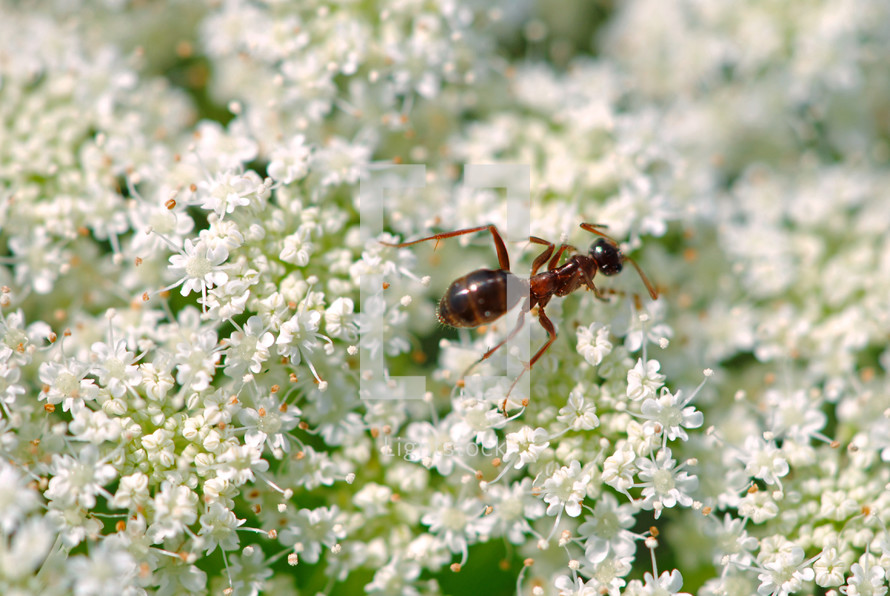 Ant on Queen Anne's Lace.  "Go to the ant, thou sluggard, and learn her ways."  Proverbs 6:6