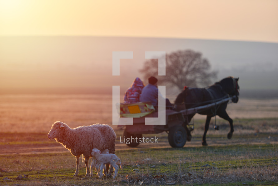 sheep with lambs and cart in a pasture 