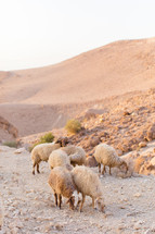 sheep grazing on a desert mountain 