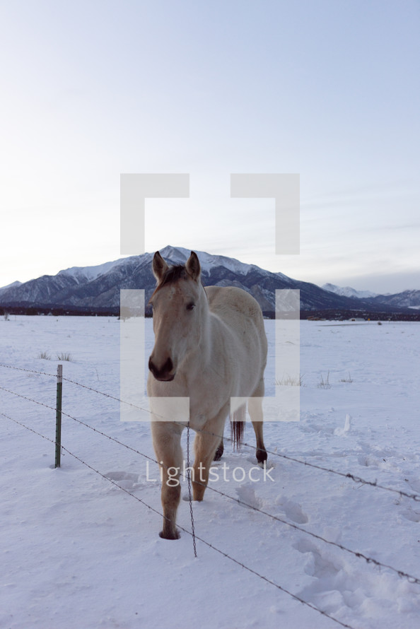 horse in snow 