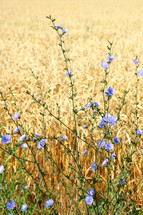 wild flowers growing in a wheat field 