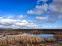 A pond among grasses beneath a blue sky.