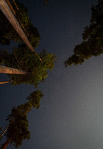 tree tops and stars in a night sky 