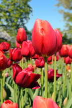 Garden of red tulips