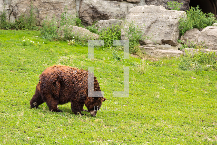 Grizzly bear grazing in the grass.