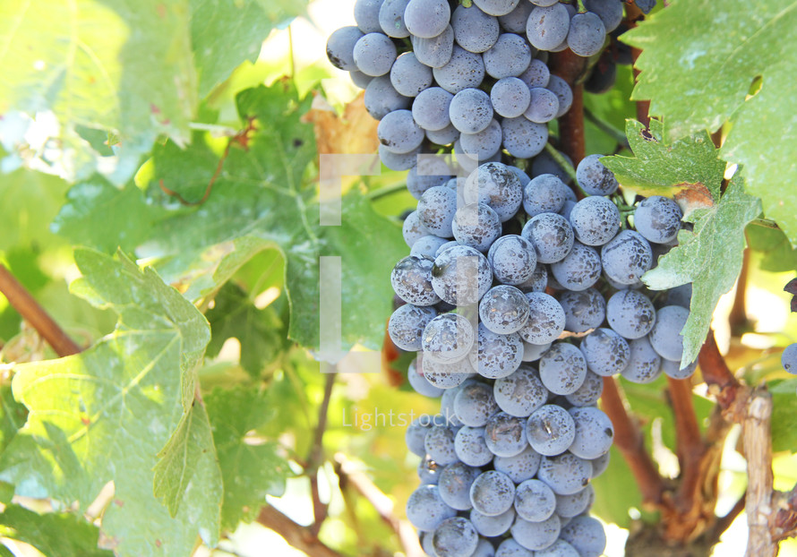 Close up of ripe grapes on a vine