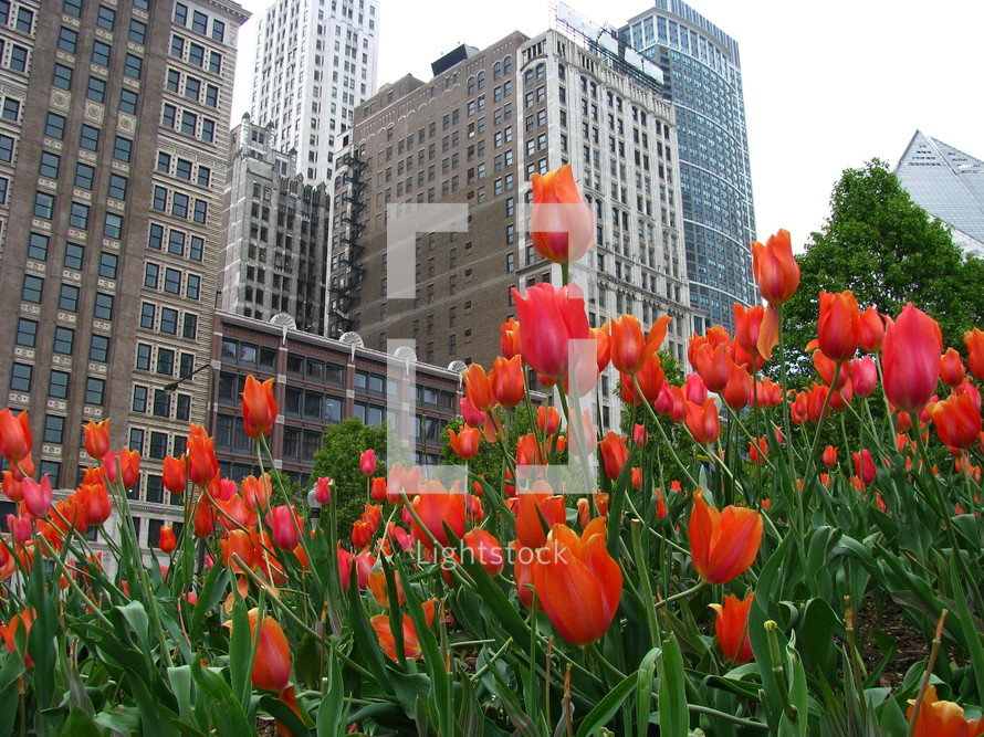Tall buildings rising behind bright orange tulips.