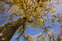 a large old Oak Tree