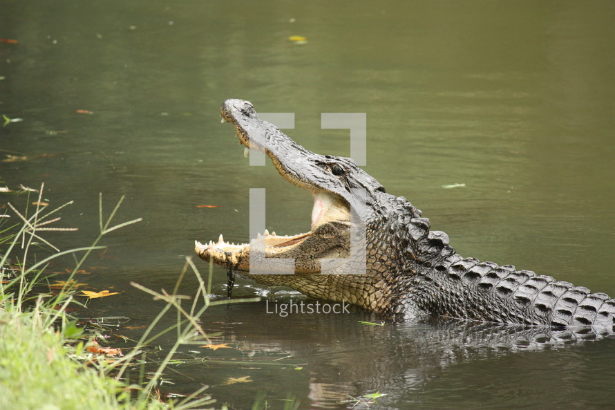 alligator with his mouth wide open, at the edge of a bank of muddy water