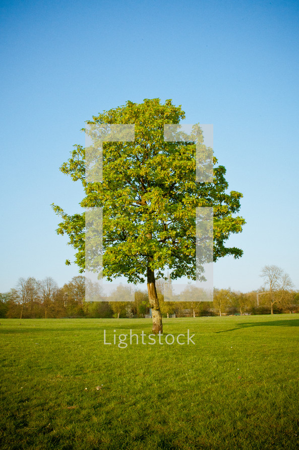 isolated tree in a field - summer 