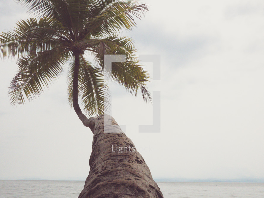Palm tree on a beach 
