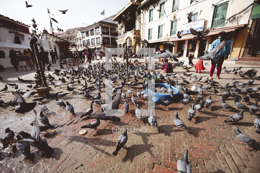 hundreds of pigeons 