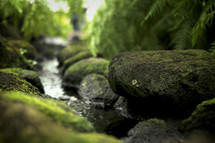 moss on rocks in a creek 