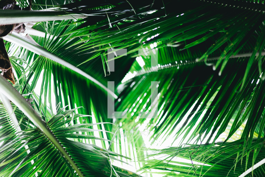 green palm leaves background 