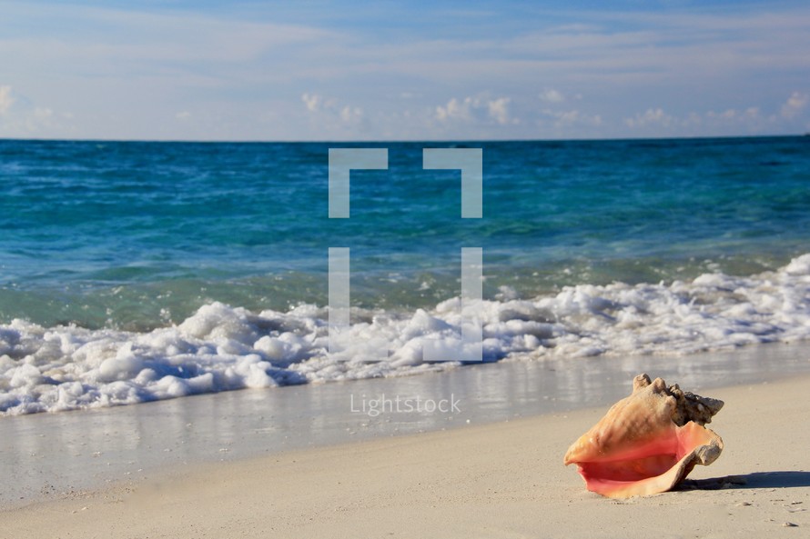 conch shell in the  sand on a beach 