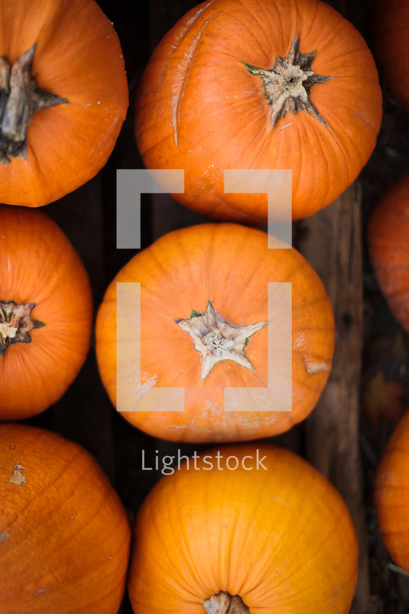 pumpkins on wood 