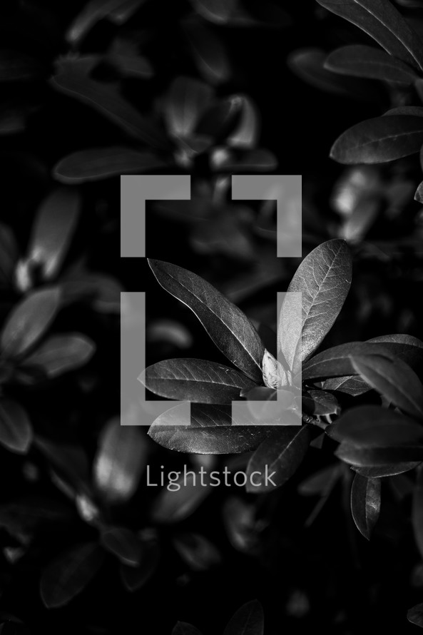 leaves on a bush in black and white 