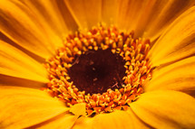 center of a yellow flower 