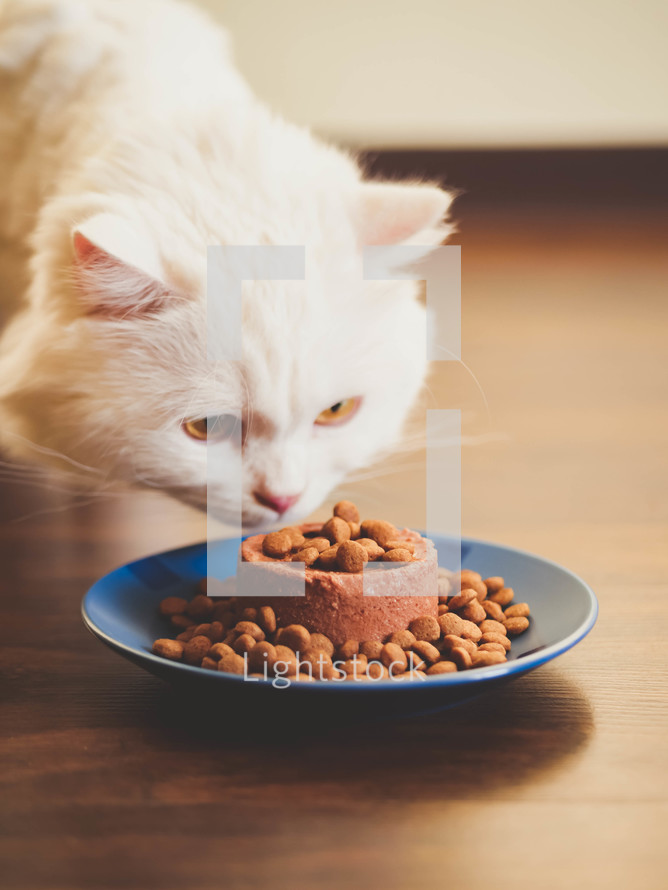 White furry cat eats with pleasure dry and canned food. Scottish Highland straight.