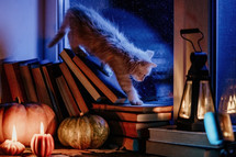 Little kitten sneaks through books stacked by rainy window. Cute pumpkin candles burning, retro background. Reading, cozy ambience, comfort concept. High quality photo