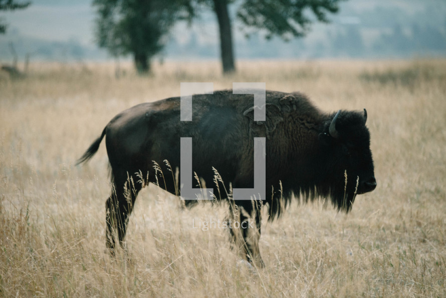buffalo in a field 