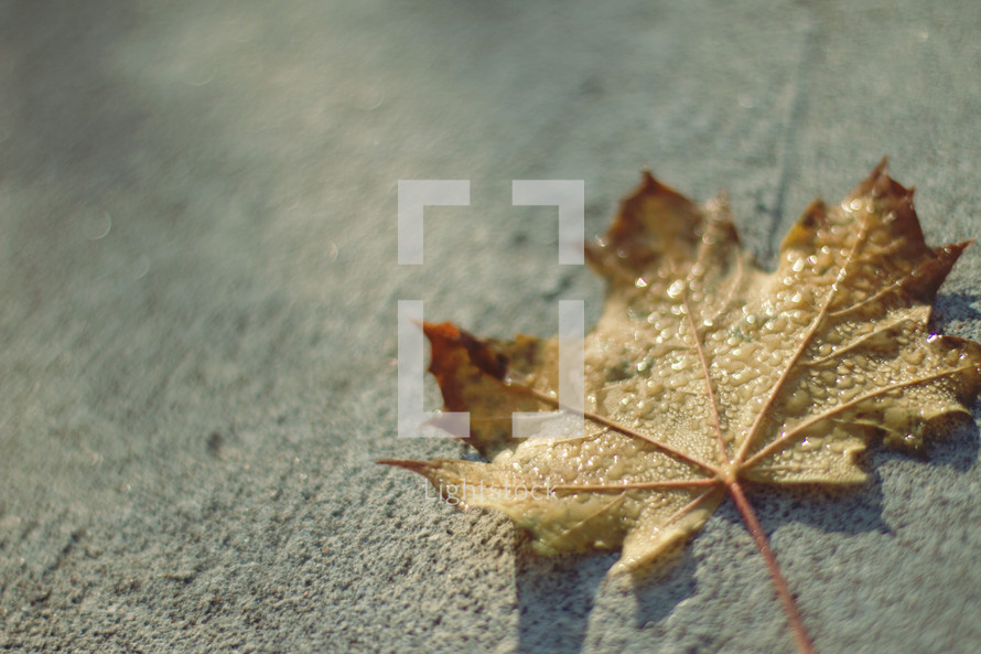 wet fall leaf on concrete 