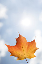 single falling autumn leaf