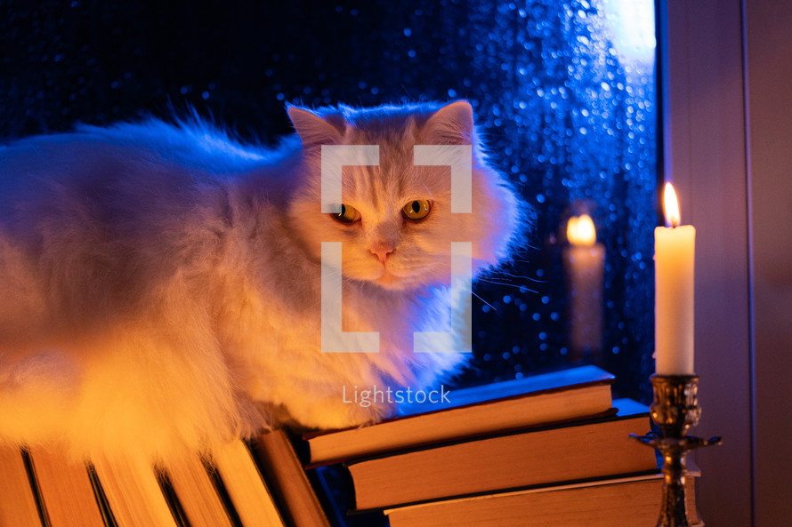 Heartwarming coziness - charming fluffy big cat sitting atop pile of paper books by rain-kissed window. Charm of rainy days, joy of reading, pets companionship. Watching night rain, autumn season.