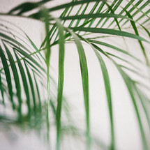palm fronds 