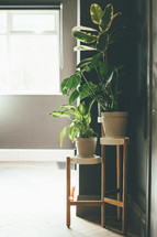 house plants in a corner 
