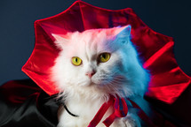 White fluffy cat in Count Dracula vampire costume mantle on black studio background. Halloween concept, party, cosplay . High quality