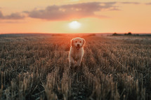 Energetic Golden Retriever Puppy Runs to camera at summer on open area field outdoors. Hunting breed dog, Adventure.