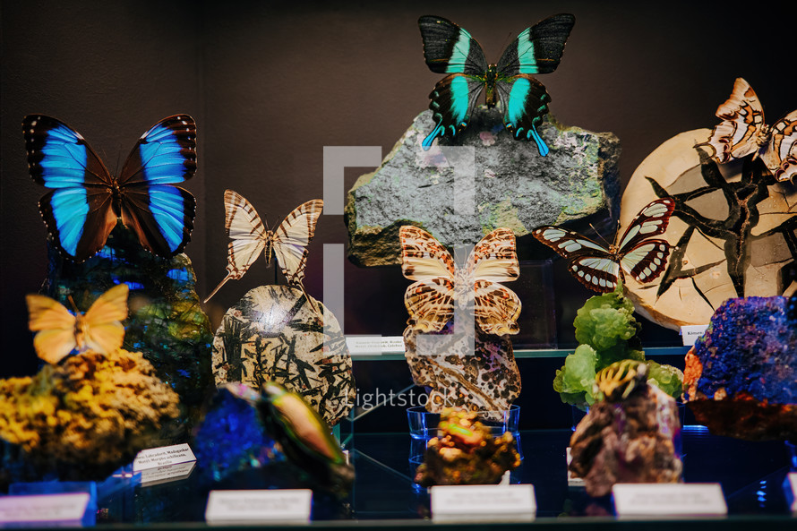 October 2023 - Prague, Czechia. Butterflies collection in Dinosauria museum. Modern exhibition for children and adults. Education concept.