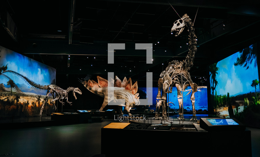 October 2023 - Prague, Czechia. Diplodocus, Stegosaurus skeletons models in Dinosaur Museum. Modern exhibition for children and adults. Education concept. High quality photo