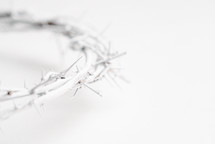 Crown of Thorns on a white background