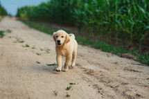 Active Funny Golden Retriever Pup Runs in slow motion outdoors on sandy road. Hunting breed dog, Summer Adventure.