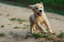 Active Funny Golden Retriever Pup Runs in slow motion outdoors on sandy road. Hunting breed dog, Summer Adventure.