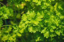 green parsley leaves 