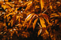 Autumn Golden Nature Background. Orange