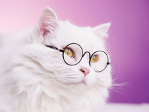 Domestic scientist cat poses on pink background. Close portrait of fluffy kitten