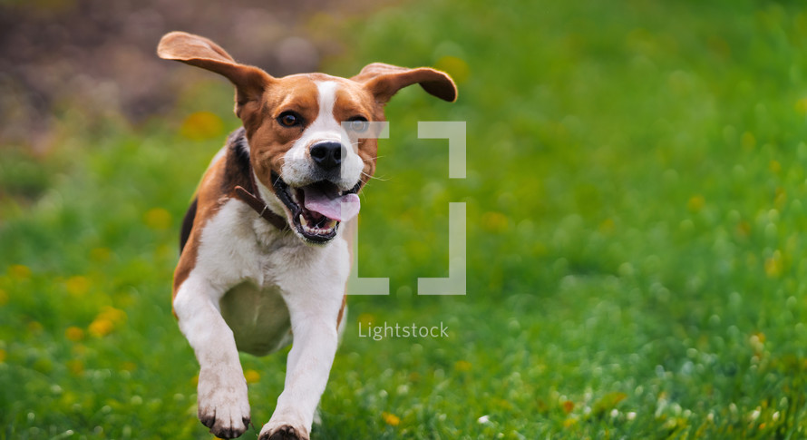Running beagle puppy in spring grass outdoor. Cute dog on playing on nature background outside city. Adorable young doggy. High quality photo